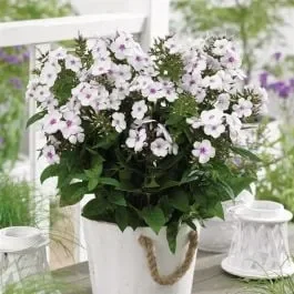 Flammenblume (Phlox) Famous ‚White Eye‘