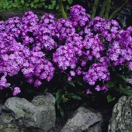 Flammenblume (Phlox paniculata ‚Blue Boy‘)