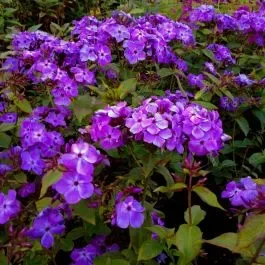 Flammenblume (Phlox paniculata) Amethyst