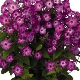 Flammenblume (Phlox paniculata) FLAME Purple Eye
