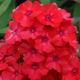 Flammenblume (Phlox paniculata) Orange Perfection