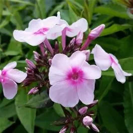 Flammenblume (Phlox paniculata) Soft Pink