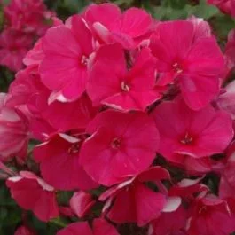 Flammenblume (Phlox paniculata) Tenor