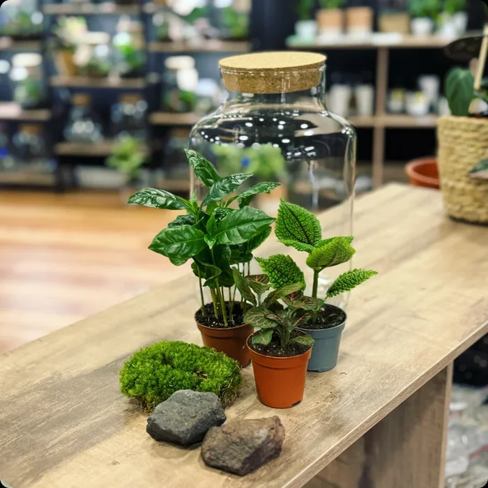 Flaschengarten DIY Set No14 Coffea arabica x Pilea ‚Moon Valley‘ x Fittonia ‚Joly Josan‘