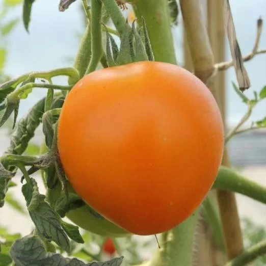 FleischtomateValencia