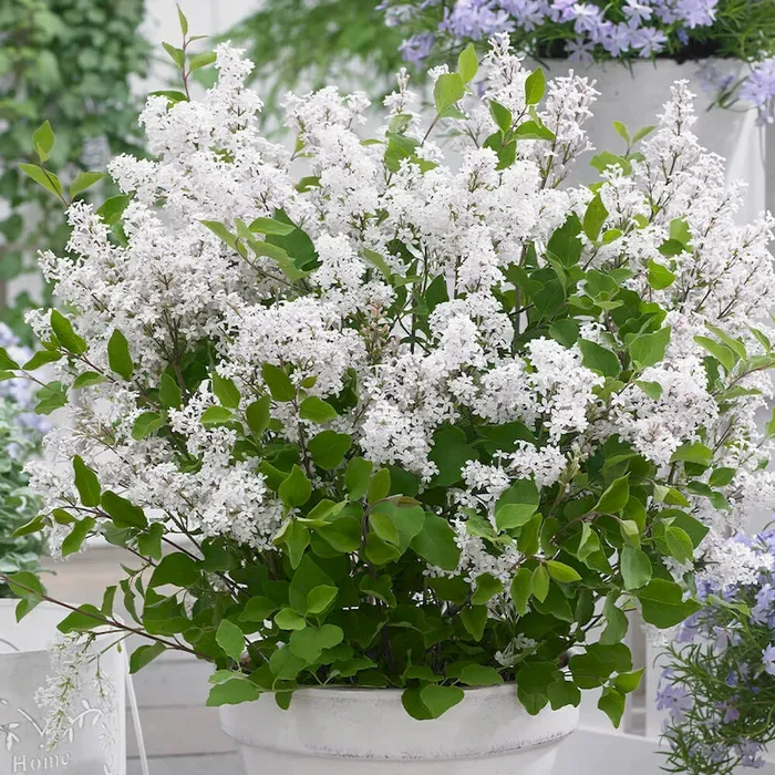 Flieder Flowerfesta Weiß Syringa meyeri – Bestellnummer 3318252