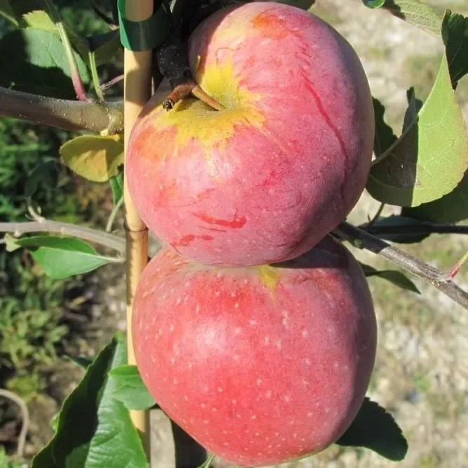 Florina aromatischer Schorfresistenter Winterapfel Hochstamm 180 cm Stamm wurzelnackt auf Sämling