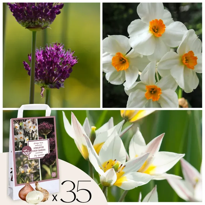 Flower bulbs for dry gardens – 35 pieces