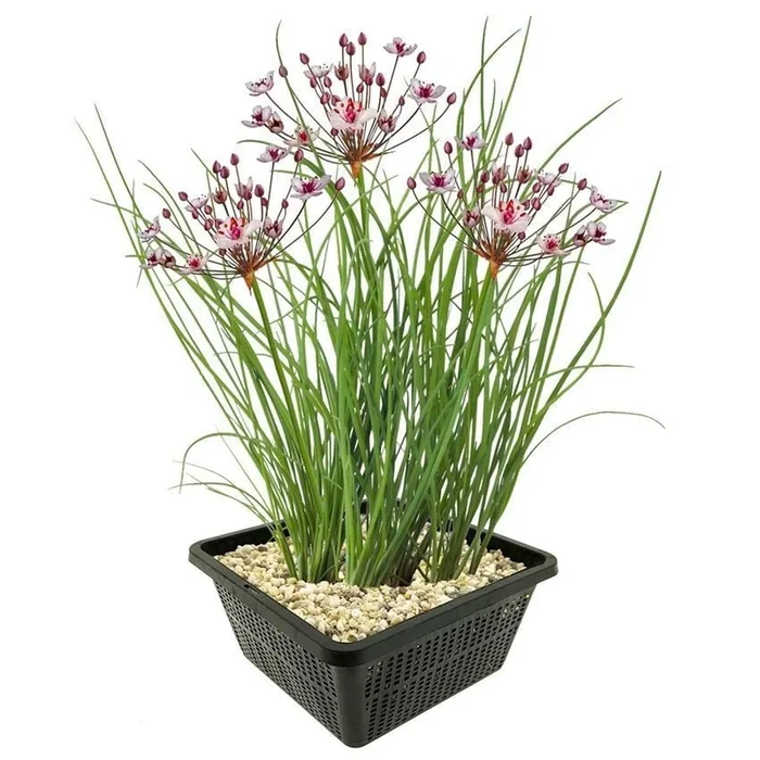 flowering rush