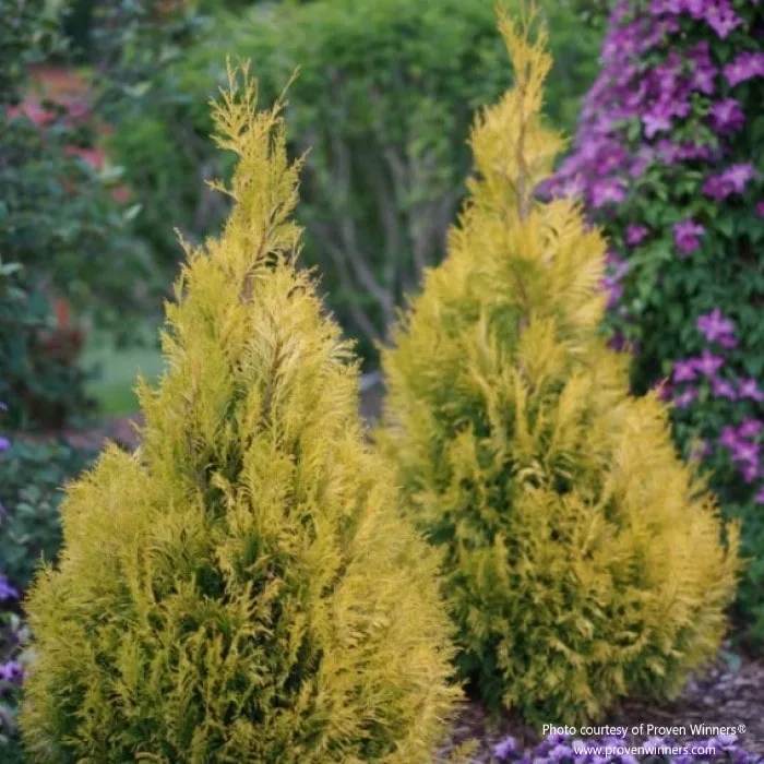 Fluffy® Western Arborvitae