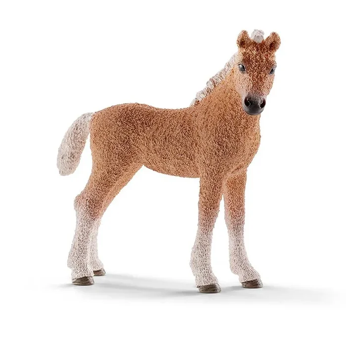 FOAL BASHKIR CURLY