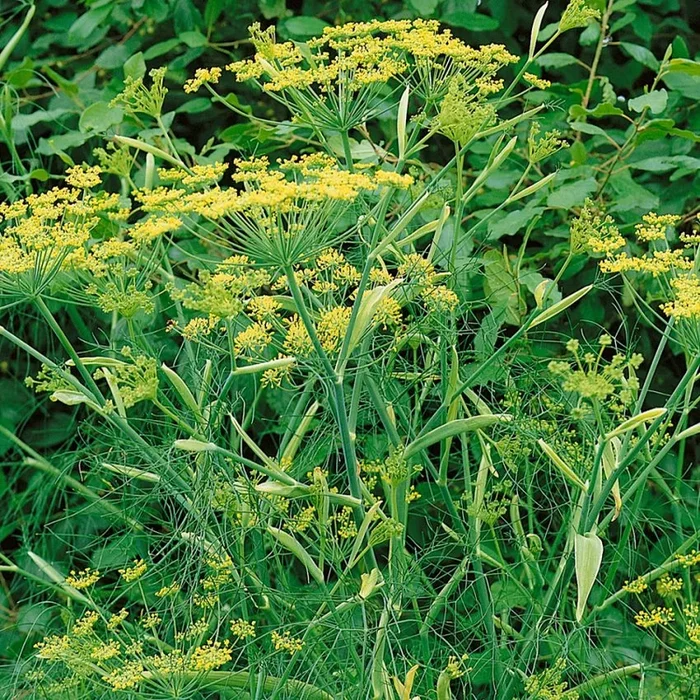 Foeniculum vulgare