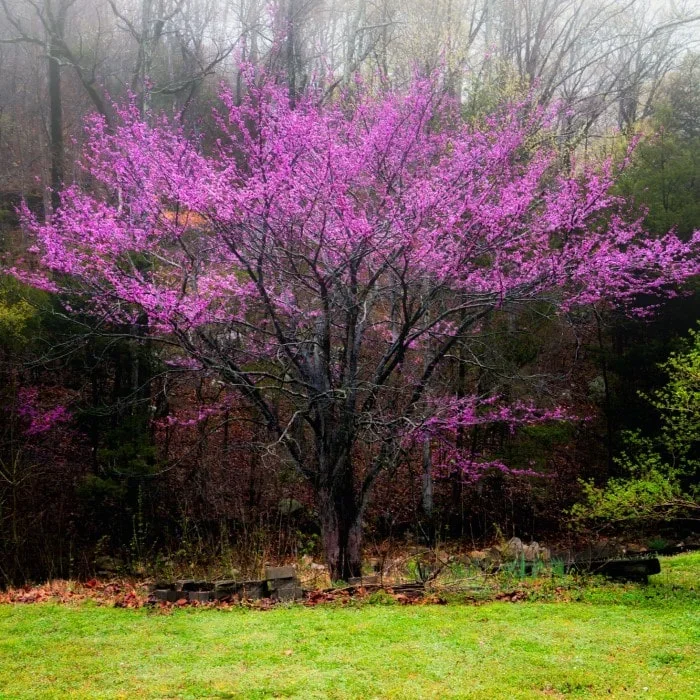Forest Pansy Redbud