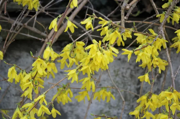 Forsythia intermedia ‚Goldrausch‘ (Forsythie)