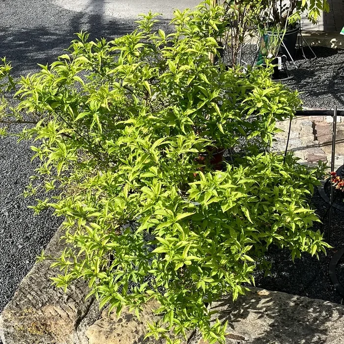 Forsythie ‚Melee d’Or‘
