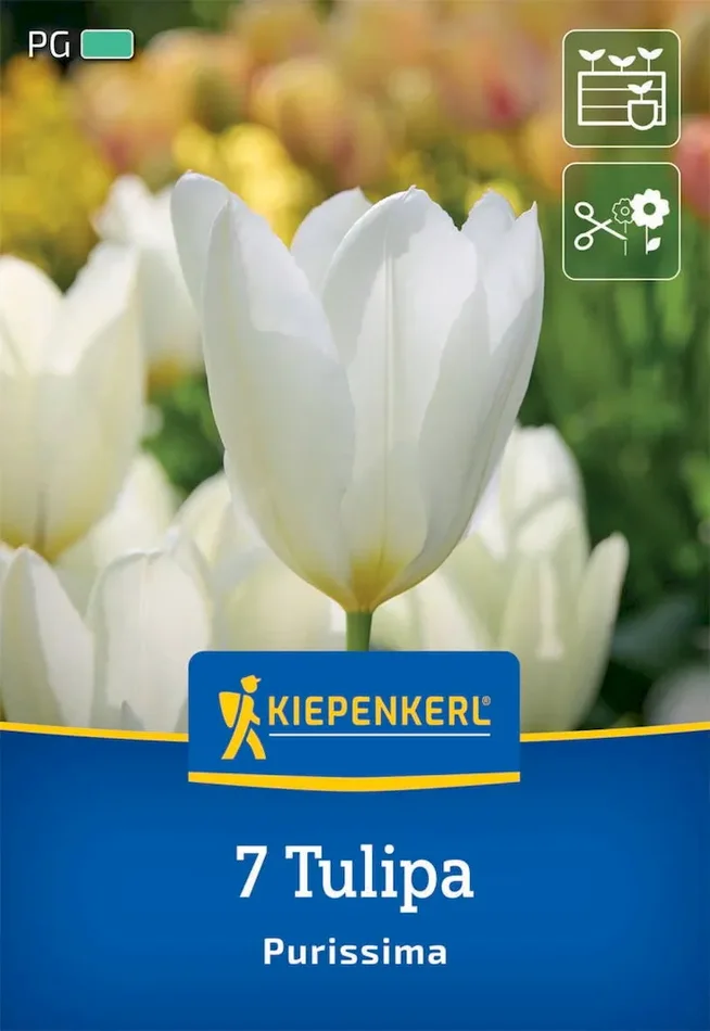 Fosteriana-Tulpe Purissima