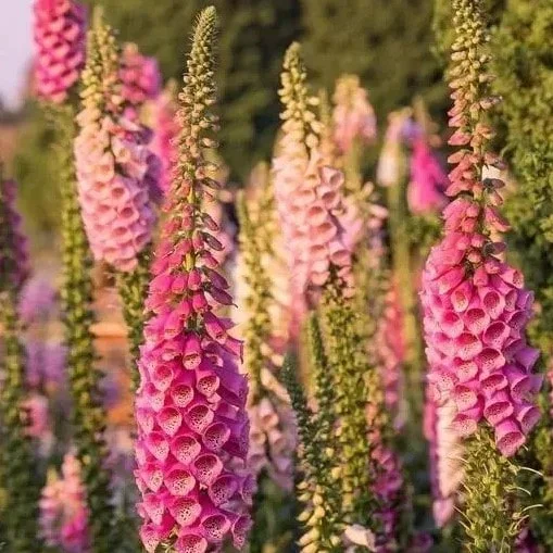 Foxglove ‚Arctic Fox Rose‘