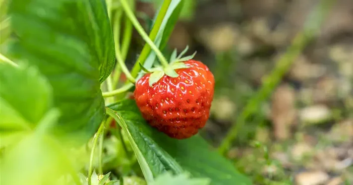 Fragaria ananassa Renaissance