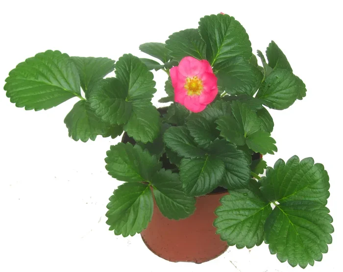 Fragaria ananassa Rosa blühende Erdbeere.