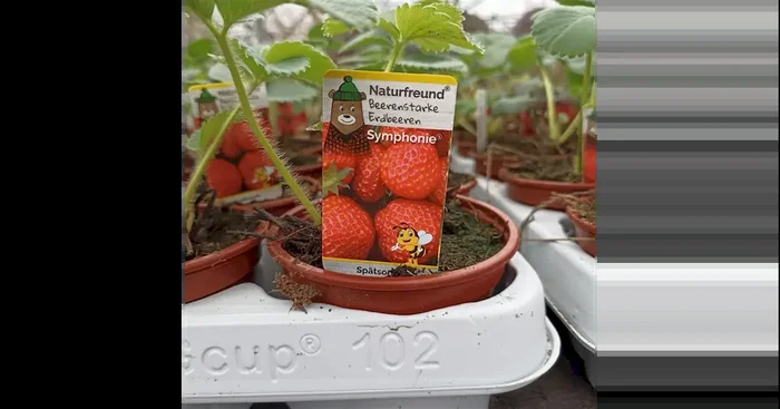 Fragaria ananassa Symphonie