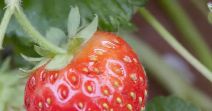 Fragaria Senga Sengana