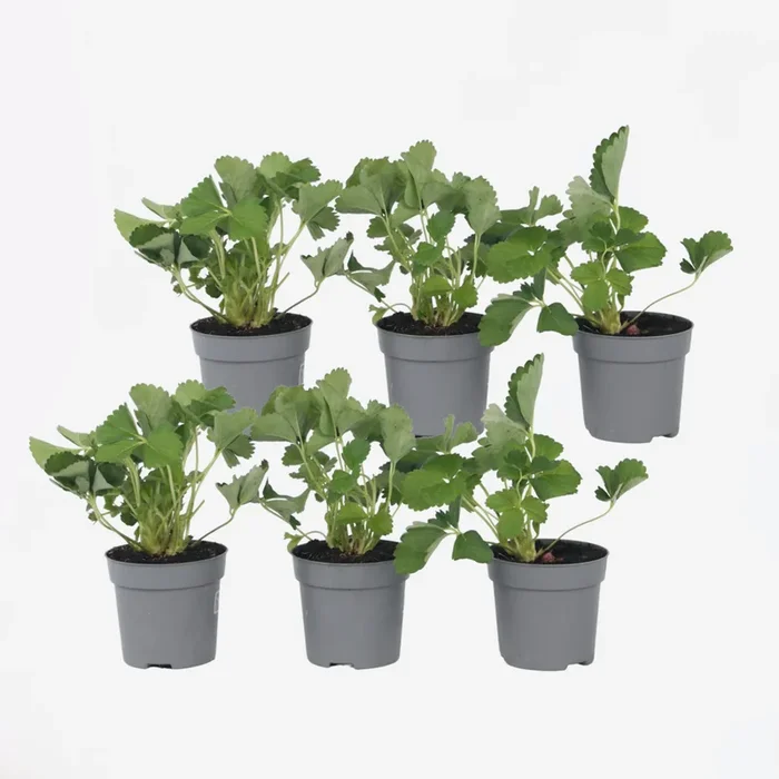 Fragaria x ananassa Roman – Set of 6 – Strawberry plant