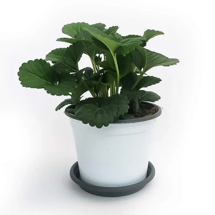 FRAGOLA-VESO 14cm
