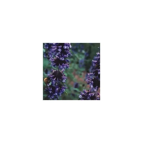 Fragrant Collection