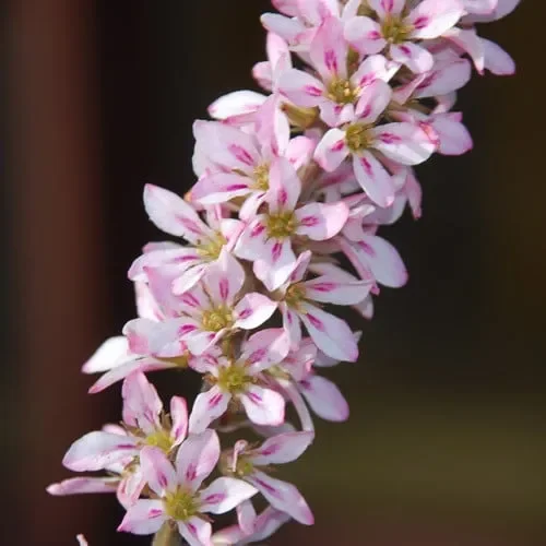 Francoa Appendiculata
