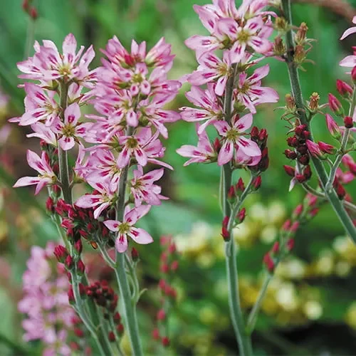 Francoa Sonchifolia ‚Molly Anderson‘