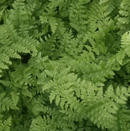 Frauen-Farn (Athyrium filix-femina) „Bio“
