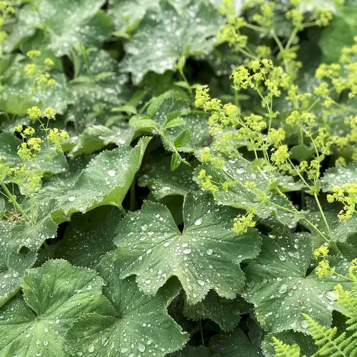 Frauenmantel – Alchemilla epipsila