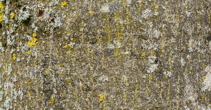 Fraxinus excelsior${2}