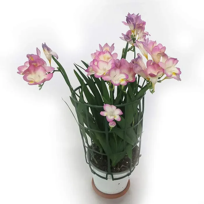 Freesia – Freesia Topfpflanze