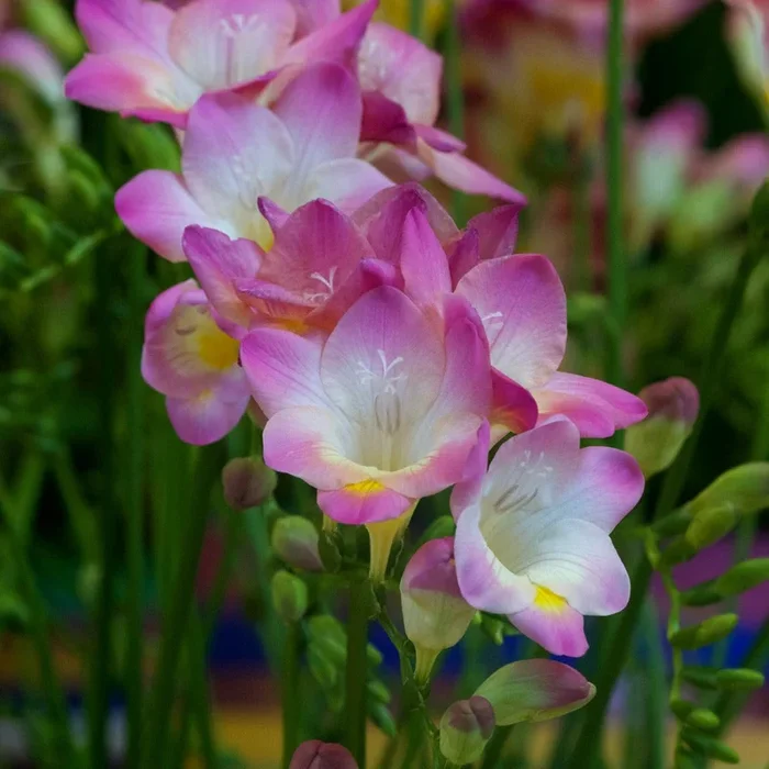 Freesie (einfach) – Rosa