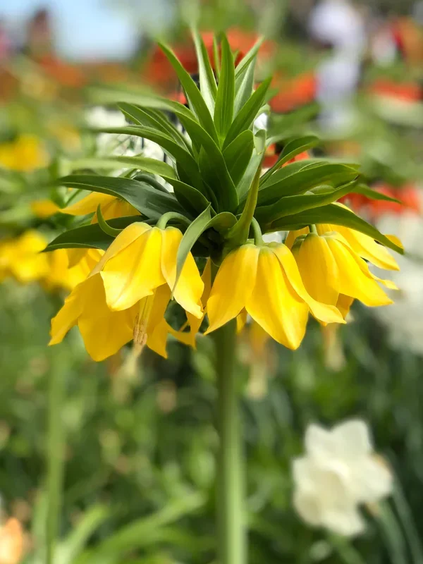 Fritillaria imperialis Lutea Maxima – Gelbe Kaiserkrone