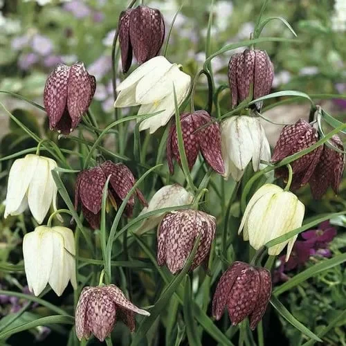 Fritillaria Meleagris Mixed