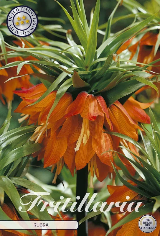 Fritillaria Rubra (2 Stück)