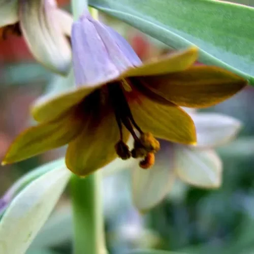 Fritillaria Sewerzowii
