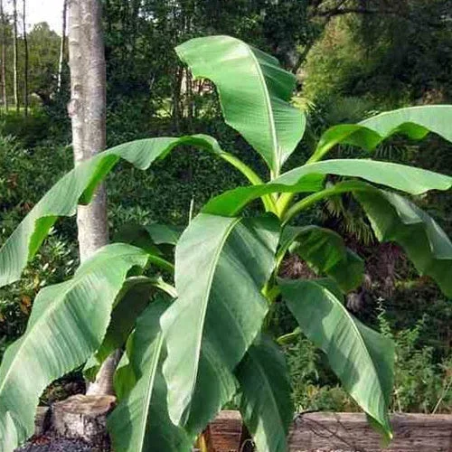 Fruchtbanane Dajiao