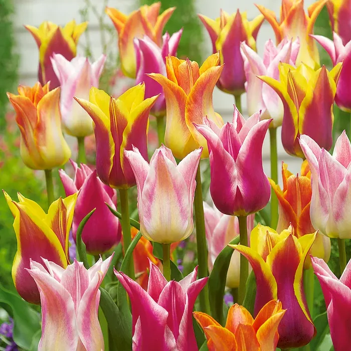 Frühe Lilienblütige Tulpen (20er Set) Bestellnummer 5563669