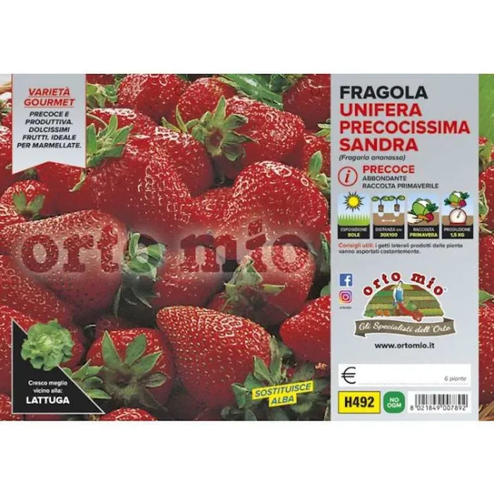 Frühe Sandra Unifera Erdbeerpflanzen
