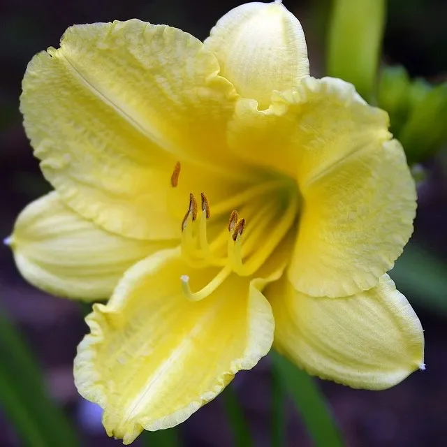 Frühe Wiesen Taglilie Hemerocallis lilioasphodelus (flava) hellgelb