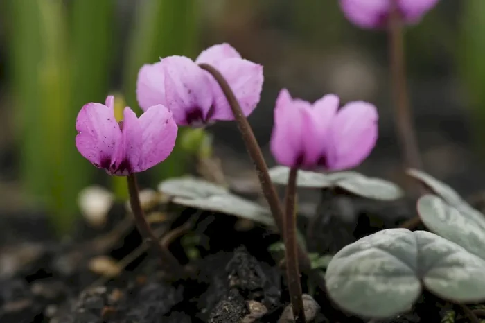 Frühlings-Alpenveilchen, Cyclamen coum