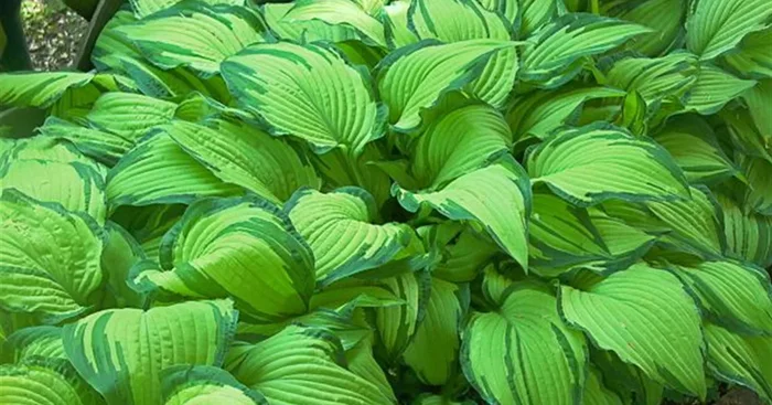 Frühlings-Gold-Funkie ‚Aurea‘