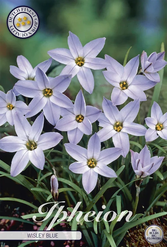Frühlingsstern blau (15 Stück)