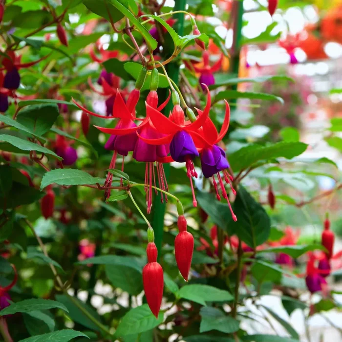 Fuchsia – Fuchsien Setzlinge im 6er-Set