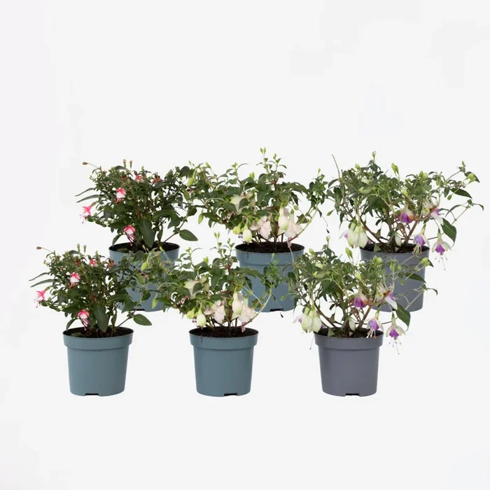 Fuchsia – Mix of 6 – Sarah, Lady Thumb, Ricartonnii