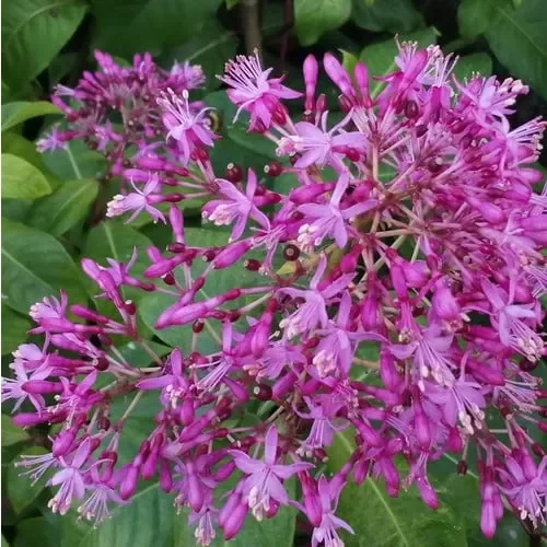 Fuchsia Arborescens