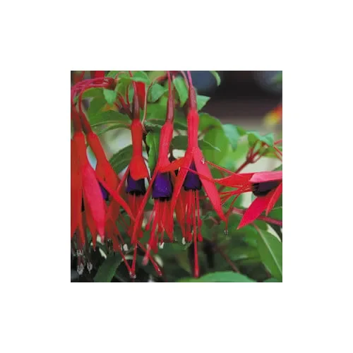 Fuchsia Magellanica